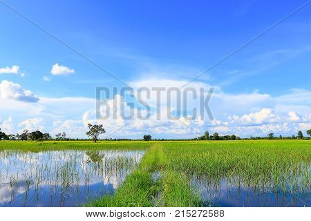 Beautiful atmosphere of rice field in Thailand.