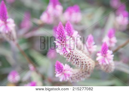 closeup of cockscomb flower in the garden, Chainese Wool flower or Wool flower