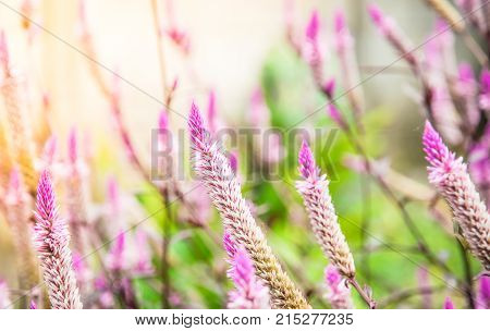 closeup of cockscomb flower or chainese Wool flower in the garden with yellow sunlight background on morning