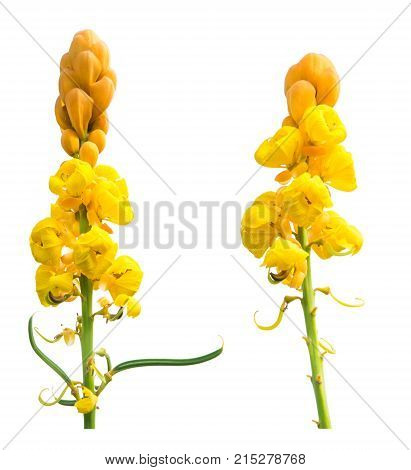 Candelabra bush or Candle bush flower on white background, Thai herb ingredient