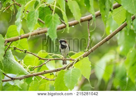 Bird (house Sparrow) On Tree In A Nature Wild