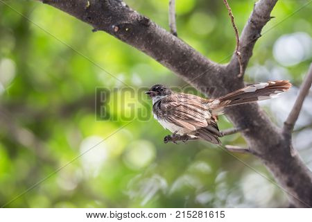 Bird (house Sparrow) On Tree In A Nature Wild