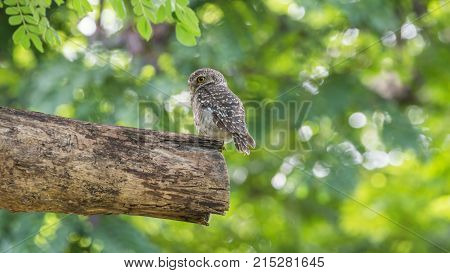 Bird (house Sparrow) On Tree In A Nature Wild