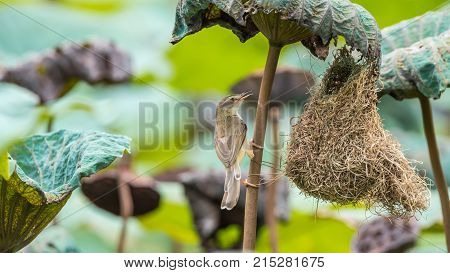 Bird (house Sparrow) On Tree In A Nature Wild