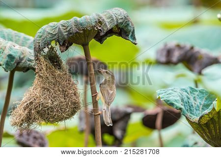 Bird (house Sparrow) On Tree In A Nature Wild