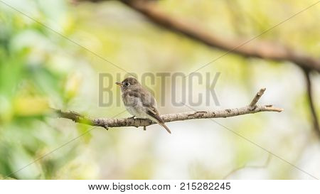Bird (house Sparrow) On Tree In A Nature Wild