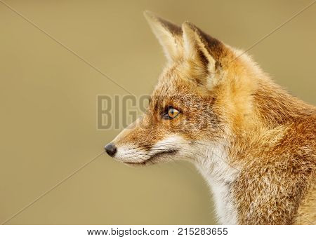 Close up of a young red fox against clear background, Netherlands.