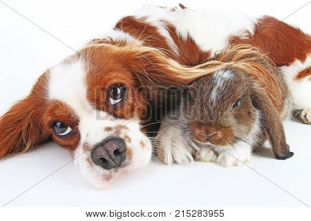 Dog and rabbit together. Animal friends. Rabbit bunny pet white fox rex satin real live lop widder nhd german dwarf dutch with cavalier king charles spaniel dog. Animals together. Christmas Valentines day pet concept. Cute.