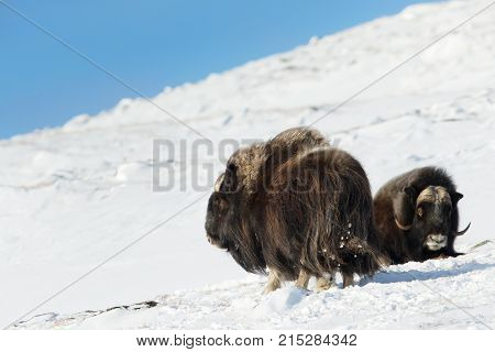 Male musk oxen in the mountains of Dovrefjell in tough winter conditions in Norway