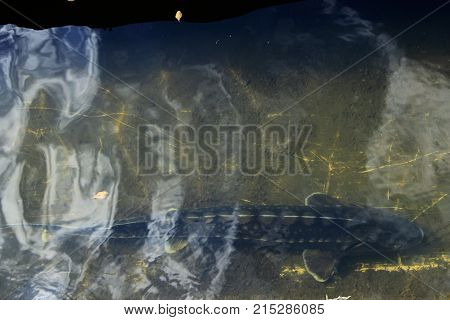 Sterlet in the water of fish farm