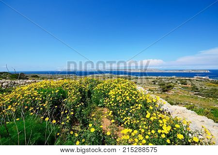 Views towards Gozo and Comino seen from the Red Fort with yellow wildflowers in the foreground Malta Europe.