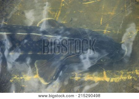 Sterlet in the water of fish farm