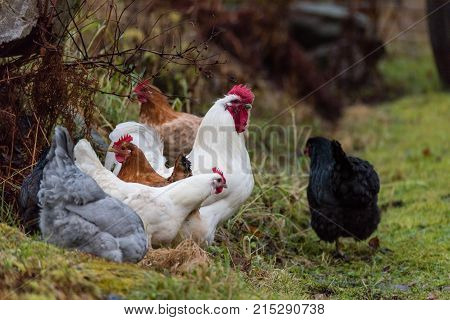 A roster with several hens looking for food outside