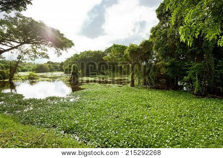 Relaxing at the Morass of Chilaw Sri Lanka Asia