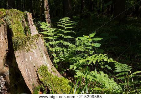 Spruce tree trunk moss wrapped and juvenile fern grows over ,Bialowieza Forest, Poland, Europe