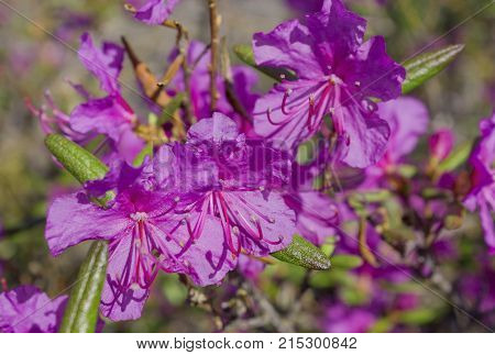 Flower Ledum Palustre Rhododendron Tomentosum Plant Close Up