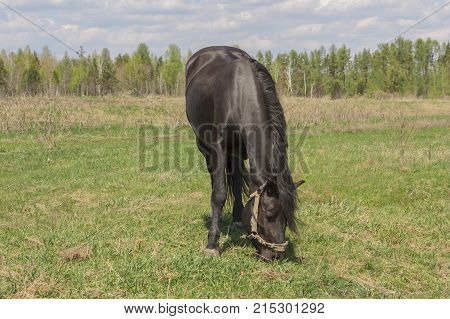 Portrait Of A Black Horse On A Background Of Green Grass