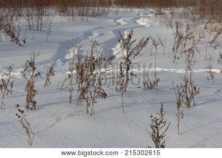Dried Grass On Snow Covered Field In Winter