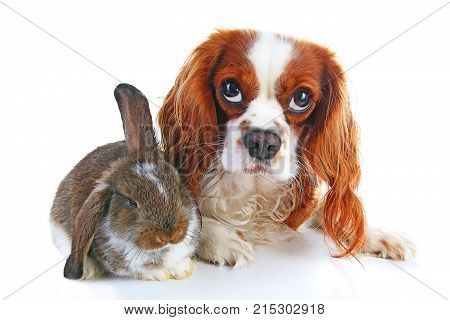 Dog and rabbit together. Animal friends. Rabbit bunny pet white fox rex satin real live lop widder nhd german dwarf dutch with cavalier king charles spaniel dog. Animals together. Christmas Valentines day pet concept. Cute.