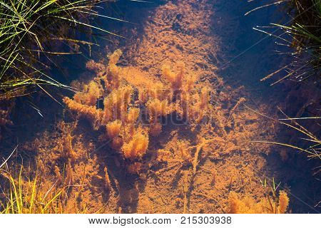 Water Plant In Silfra Rift In Thingvellir