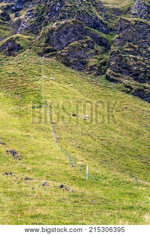 Icelandic Sheep On Mountain Slope In Iceland