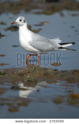 Black Headed Gull vade.