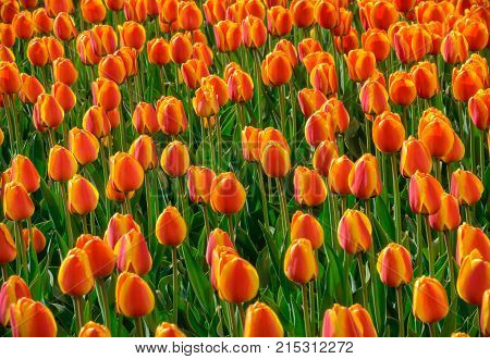 Group of sunlit red and yellow tulip flowers on a flowerbed against green background.