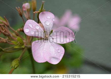 Pink flower in a garden after the rain