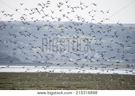Large flock of black tailed godwits in flight
