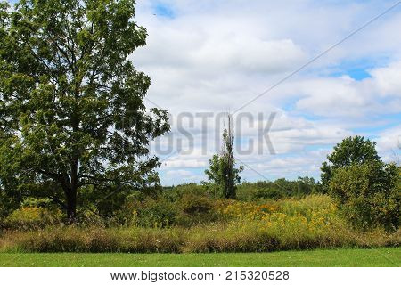 Tall tree looking uphill at a field of yellow wildflowers and shrubs. Blue sky with clouds