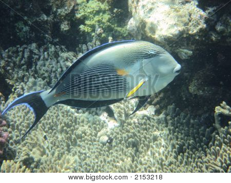Angelfish