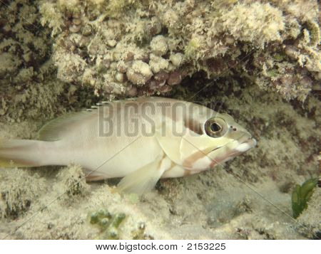 Pesce corallo