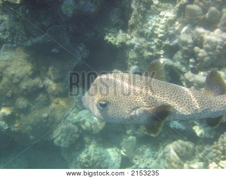 Angelfish