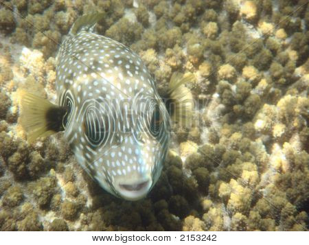 Angelfish