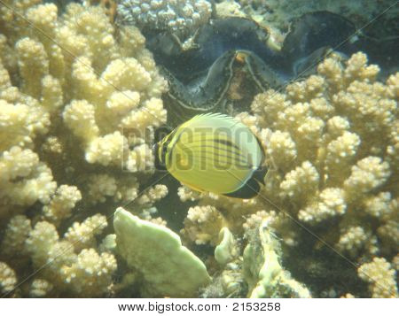 Angelfish