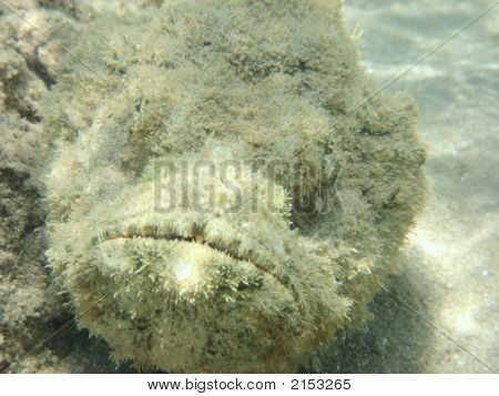 Angelfish In Africa Egitto Mar Rosso