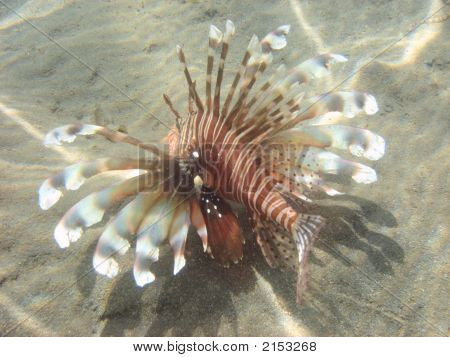 firefish no mar vermelho Egito África