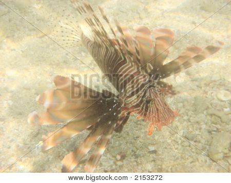 firefish no mar vermelho Egito África