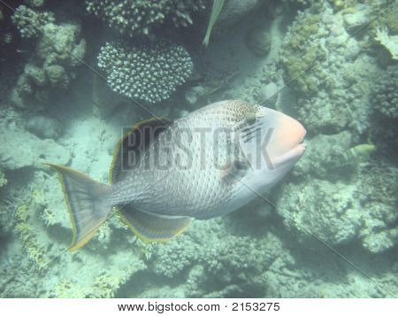 Angelfish in africa Egitto Mar Rosso