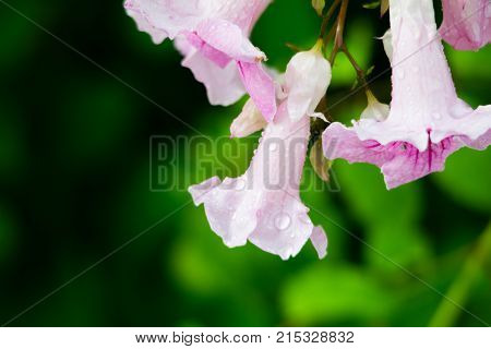 Pink Trumpet Vine, Podranea ricasoliana, flower, Spain