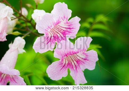 Pink Trumpet Vine, Podranea ricasoliana, flower, Spain