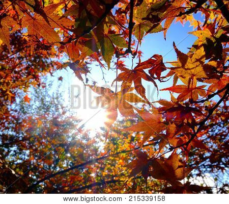 Red Maple leafs under sunshine in autumn season.