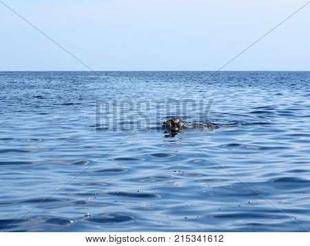 Spotted Seal (phoca Largha) In Clean Water
