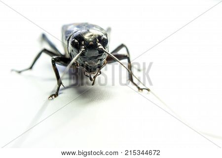 Common Black Cricket , Isolated Insect On White Background