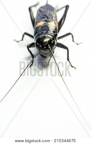 Common Black Cricket , Isolated Insect On White Background