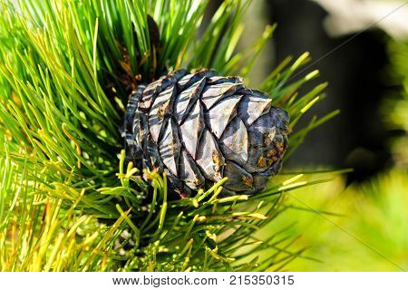 Siberian cedar cone on the branch with bright green needles. Autumn mature purple Cedar cone in the softwood coniferous forest