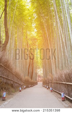 Bamboo forest with walking way tropical forest natural landscape background