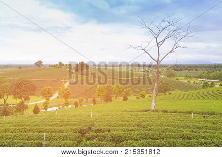 Green tea field over mountain high hill natural landscape background