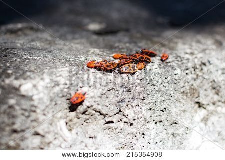 Clumps of firebug on a stone in the summer