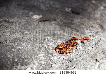 Clumps of firebug on a stone in the summer